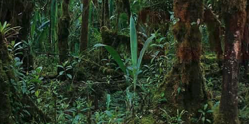 Sendero Bosque Mamapacha