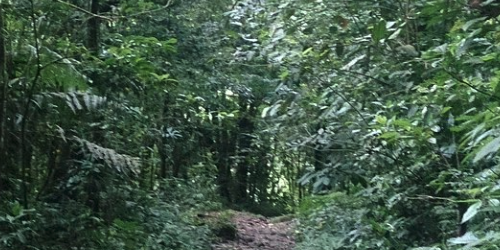 Senderos de Guayabetal