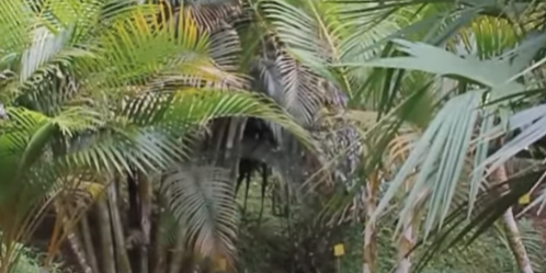 Jardín Botánico San Jorge – Ibagué.