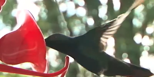 Jardín Encantado. – San Francisco