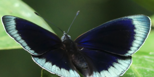 Mariposas – Putumayo